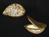 Chief Shakes snuff box