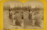 Paiute Indians, Gathering Food, Nevada