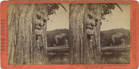 Nick of The Woods, Lake Tahoe