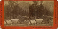 A Full Team On The Sierras, CPRR
