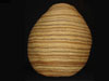 An enormous Siletz basket
